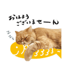 ぶさカワ伝書ねこ ぺいた（個別スタンプ：7）