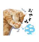 ぶさカワ伝書ねこ ぺいた（個別スタンプ：8）