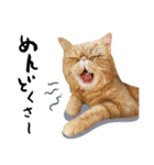 ぶさカワ伝書ねこ ぺいた（個別スタンプ：9）
