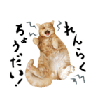 ぶさカワ伝書ねこ ぺいた（個別スタンプ：10）