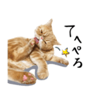 ぶさカワ伝書ねこ ぺいた（個別スタンプ：11）