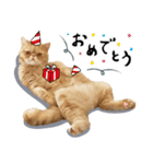 ぶさカワ伝書ねこ ぺいた（個別スタンプ：12）