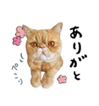 ぶさカワ伝書ねこ ぺいた（個別スタンプ：13）