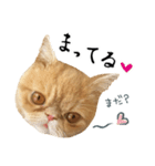 ぶさカワ伝書ねこ ぺいた（個別スタンプ：14）