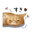 ぶさカワ伝書ねこ ぺいた（個別スタンプ：15）