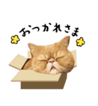 ぶさカワ伝書ねこ ぺいた（個別スタンプ：16）