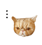 ぶさカワ伝書ねこ ぺいた（個別スタンプ：17）