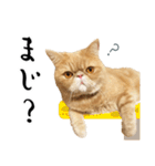 ぶさカワ伝書ねこ ぺいた（個別スタンプ：18）