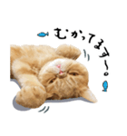 ぶさカワ伝書ねこ ぺいた（個別スタンプ：19）