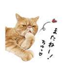 ぶさカワ伝書ねこ ぺいた（個別スタンプ：20）