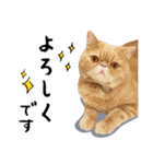 ぶさカワ伝書ねこ ぺいた（個別スタンプ：21）