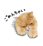 ぶさカワ伝書ねこ ぺいた（個別スタンプ：23）