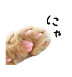 ぶさカワ伝書ねこ ぺいた（個別スタンプ：24）