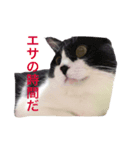 うにの日々（個別スタンプ：3）