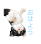 うにの日々（個別スタンプ：4）