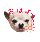 じんべいはちわわ2（個別スタンプ：1）
