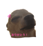 じんべいはちわわ2（個別スタンプ：3）