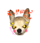 じんべいはちわわ2（個別スタンプ：7）