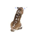 じんべいはちわわ2（個別スタンプ：9）