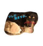 じんべいはちわわ2（個別スタンプ：14）