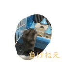 頭を使わないスタンプ（個別スタンプ：3）