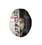 negima！2（個別スタンプ：2）