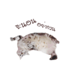 sleepy cooper（個別スタンプ：1）