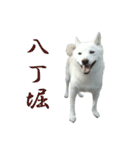 チロ柴侍 御奉行！（個別スタンプ：4）