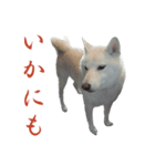 チロ柴侍 御奉行！（個別スタンプ：30）