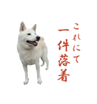 チロ柴侍 御奉行！（個別スタンプ：35）