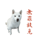 チロ柴侍 御奉行！（個別スタンプ：37）