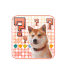 柴犬ハヤテくん その1（個別スタンプ：16）