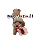 あずきちゃんだよ（個別スタンプ：3）