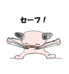 ちょび太の普段着スタンプ（個別スタンプ：33）