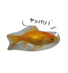 unazuki fish（個別スタンプ：1）