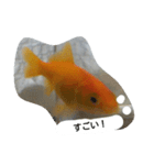 unazuki fish（個別スタンプ：6）