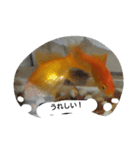 unazuki fish（個別スタンプ：7）