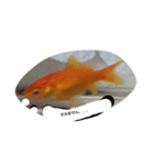 unazuki fish（個別スタンプ：10）