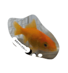 unazuki fish（個別スタンプ：11）