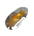 unazuki fish（個別スタンプ：13）