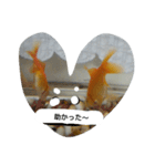 unazuki fish（個別スタンプ：16）