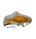 unazuki fish（個別スタンプ：17）