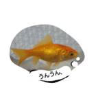 unazuki fish（個別スタンプ：22）