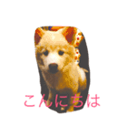 ノア（個別スタンプ：1）