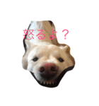 ノア（個別スタンプ：3）