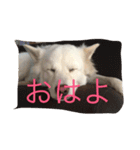 ノア（個別スタンプ：4）