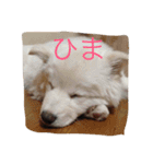 ノア（個別スタンプ：6）