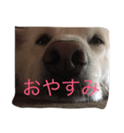 ノア（個別スタンプ：10）