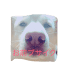 ノア（個別スタンプ：11）