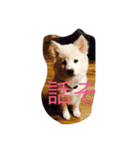 ノア（個別スタンプ：15）